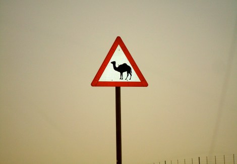 Camel Crossing