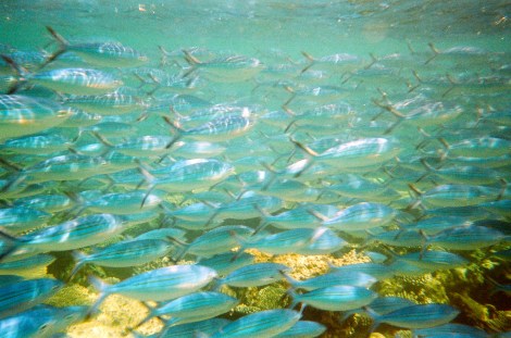 Maldives - Under the Sea