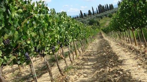 Tuscan Vineyards